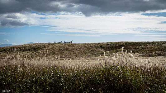 ススキとグライダー