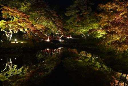 もみじ谷の夜顔