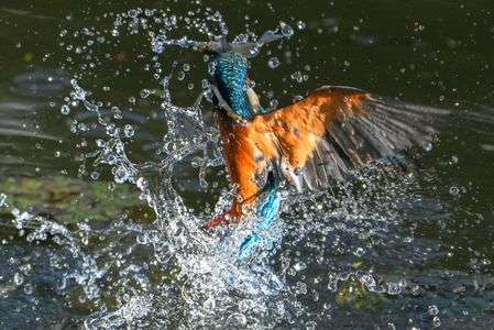 カワセミさん離水