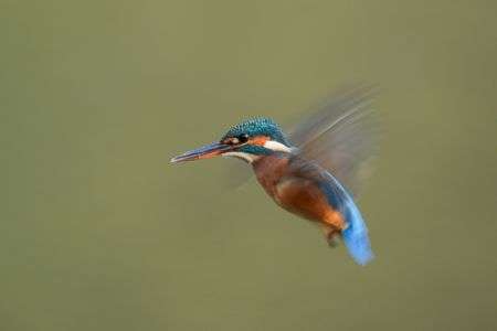 動きのあるホバリング