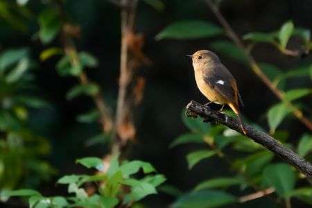 目覚めのジョビコさん
