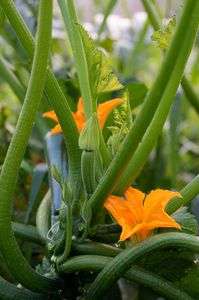 今季最後の恵み