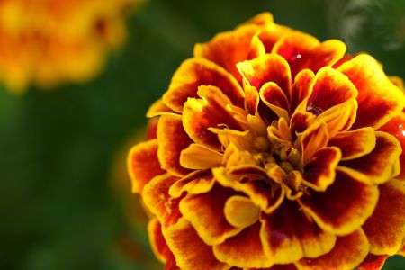 マリーゴールド