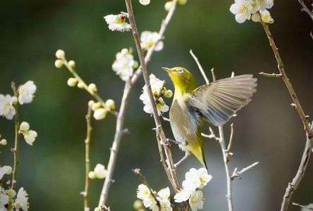 美味しい梅の花はどこ
