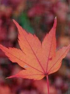 Autumn Leaf