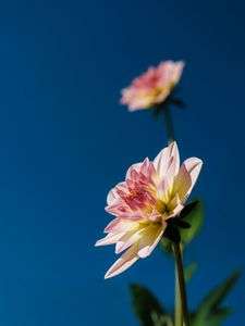 寒空に輝く薔薇の花