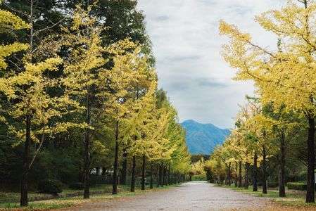 イチョウ並木の黄葉