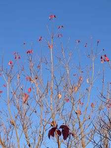 初の氷点下の朝　朝日をあびるハナミズキ　11月20日