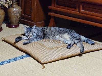 のぼせたニャー！　みーちゃん