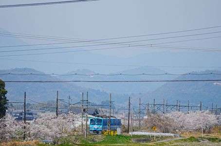 近江鉄道と桜