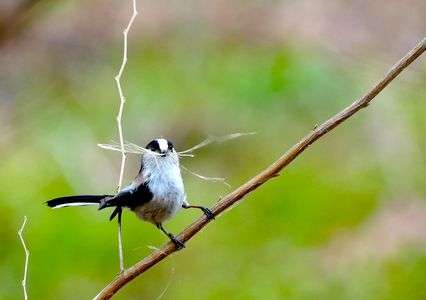 エナガさん巣作り中かな？