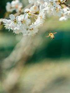 わーいお花だ〜