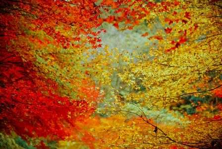 キャンプ場での紅葉