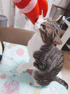 海老で猫が釣れましたー♥