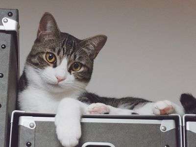 あら、いらっしゃい。ゆっくりしてって。