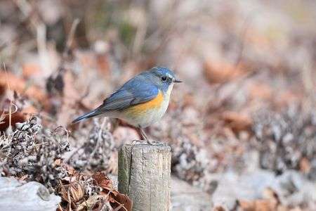 いつまで居ようか、ルリ男