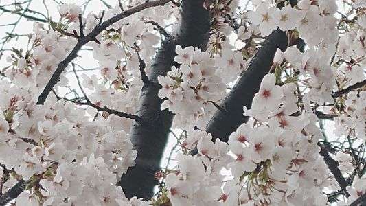 桜雨と桜　#フラワー2025#