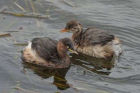 カイツブリの親子 特訓中
