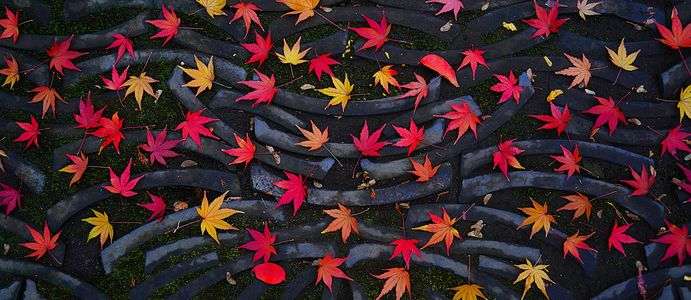 落ちてなお美しく