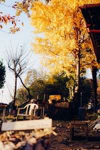 Quiet Yard, Loud Autumn