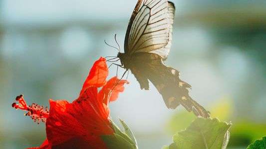#生きもの_一般#　きっと高貴な女王さま