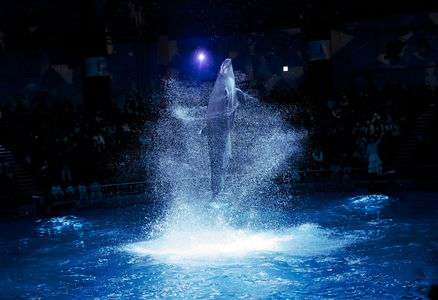 イルカショー🐬