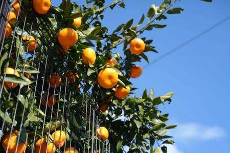 ミカンと青空