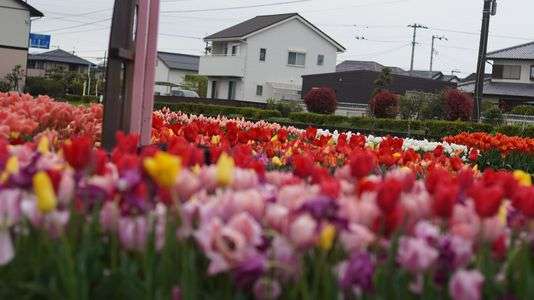 一春の思い出(今年の卯月)