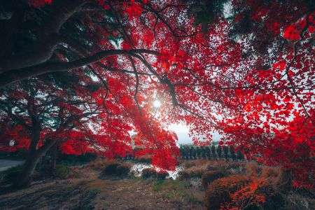 深紅の樹冠に包まれて