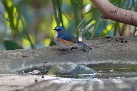 ルリオくんの水飲み