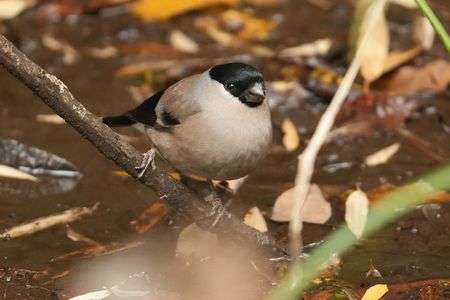 アカウソのメスちゃん