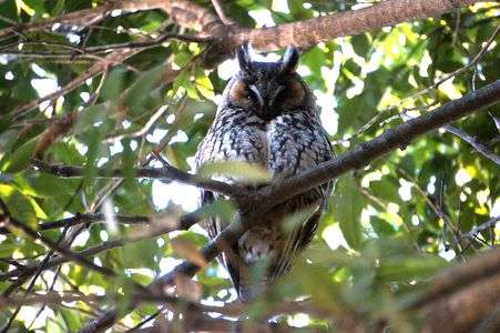 何を思う。。。#フクロウ#