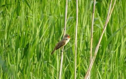 ギュウェ♪ギュウェ♬