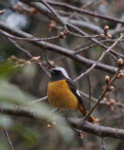 好きな鳥ジョウビタキ𓅫⸒⸒