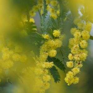 ミモザアカシア#フラワー2025#