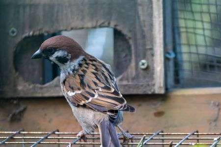 モーニングスズメ