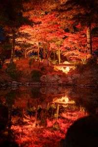 紅葉ライトアップ