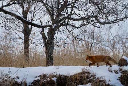 キタキツネ