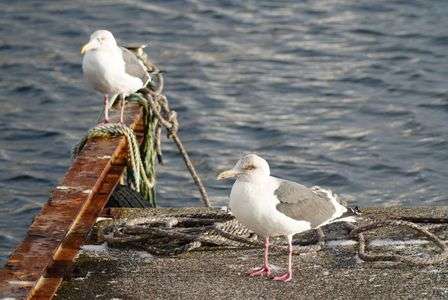 オオセグロカモメ