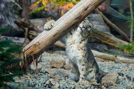 丸太を入念に擦り擦り…