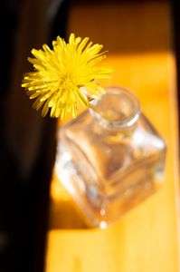 斜陽を浴びるタンポポ