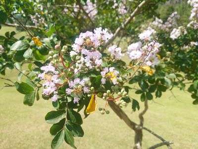 残暑に咲き誇れ