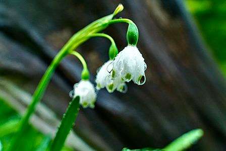 スノーフレーク。