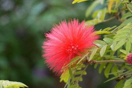オオベニゴウカン　赤と白