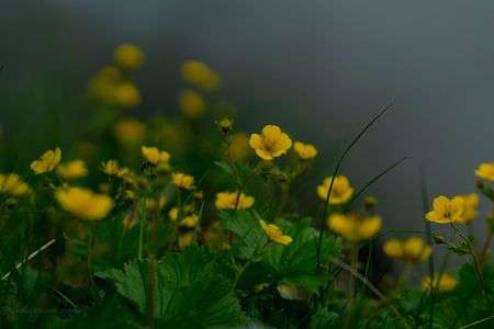 シナノキンバイ