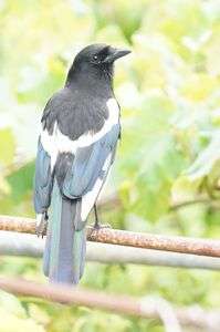 振り返るカササギ