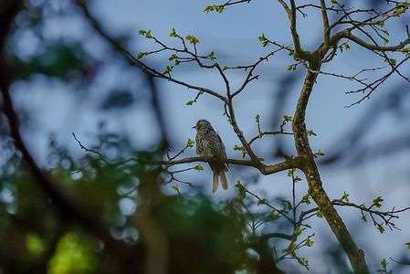 ポツンとヒヨドリ