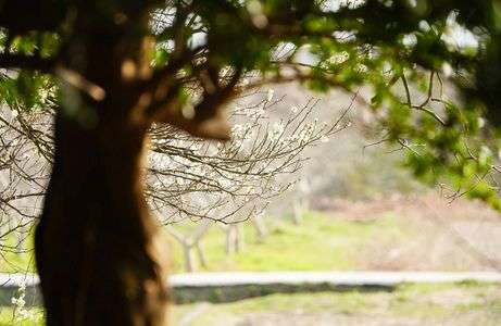 木々の隙間から