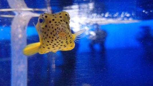 「さかなくん」じゃないだろ、「さかなさん」だろ？ #ハコフグ　#ニフレル