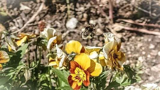 今日は北山緑化植物園で働いてます